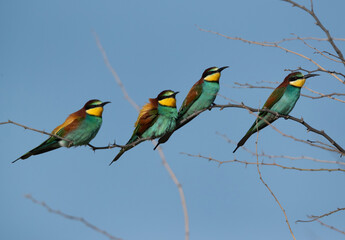European bee-eaters perched on a tree, Bahrain