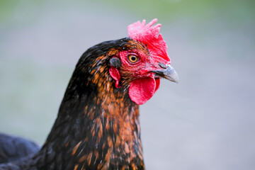 chicken breed