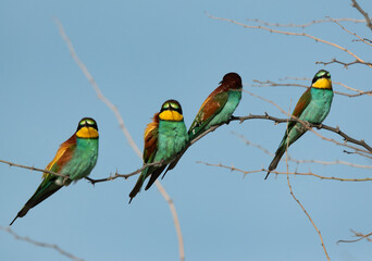 European bee-eaters perched on acacia tree, Bahrain