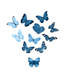 Blue butterflies isolated on white background. tropical moths. insects for design. watercolor paints © Fotograf