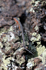 lava lizard on the rock
