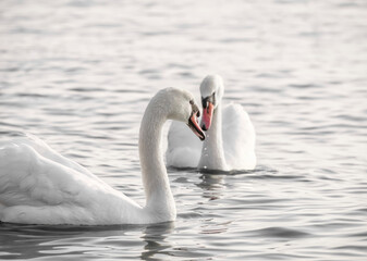Obraz premium Two graceful white swans (Cygnus olor) swimming on a lake or sea