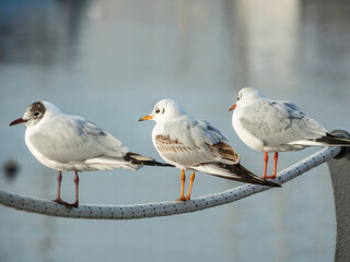 Fototapeta premium Seagull sitting on a rope and looking in the distance