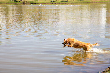 golden retriever running in water