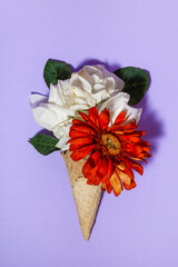 A bouquet of white roses and an orange gerbera instead of ice cream in a waffle cone on a purple background. Creative minimalism