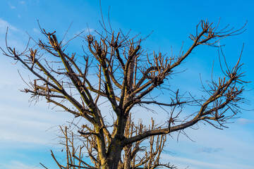 Autumn sketch: bare tree without foliage on blue sky background