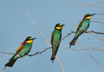 European bee-eater perched on a tree with a bee catch, Bahrain