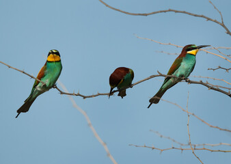 European bee-eaters perched on a tree, middle one killing a bee, Bahrain