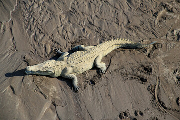 overhead view of a crocodile in Coast Rica in the mud