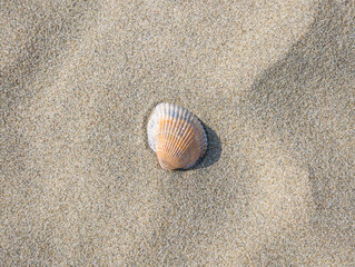 Fototapeta na wymiar Small seashell on the beach in the sand