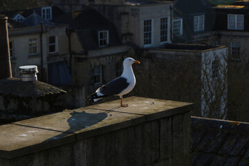 Gull hunting for chips in the wild 
