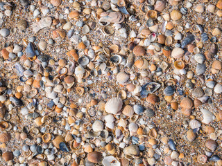 Various broken seashells fragments on the sandy beach. Background texture with small fragments of seashells