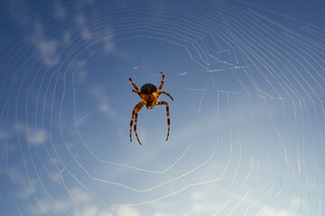 Garden spider (Araneus) in its beautiful web the body is illuminated by the sunshine, blue sky with white clouds.