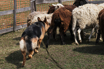 Sports standard for dogs on the presence of herding instinct. A beautiful and intelligent adult black and red sheepdog. German shepherd herding sheep.