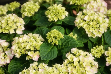 Hortensia flower - Hydrangea macrophylla - Beautiful bush of hydrangea flowers in a garden