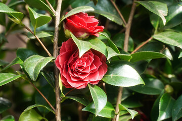 Spring flowers. Photo during the day. Product photography.