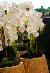 Decoration artificial white orchid. Bouquet of white and yellow artificial orchid flowers on...