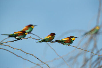 A flock of European bee-eater perched on a tree, Bahrain