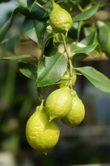 Lime echo in the tree. Product photography. Daytime photography in natural light