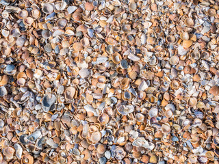 Various broken seashells fragments on the sandy beach. Background texture with small fragments of seashells