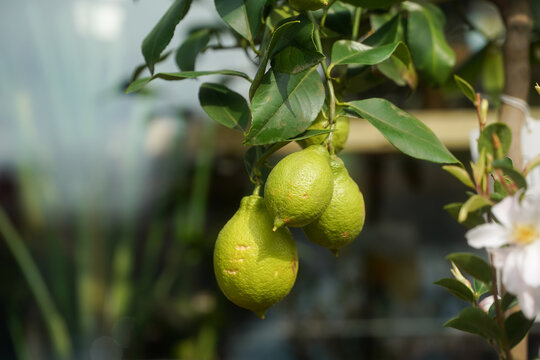 Lime echo in the tree. Product photography. Daytime photography in natural light