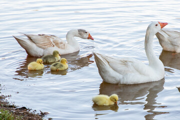 family duck