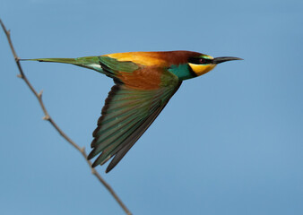 Obraz premium Closeup of a European bee-eater in flight, Bahrain