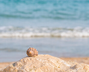 Fototapeta na wymiar Small seashell on a rock with the water of the sea and the beach in the background.