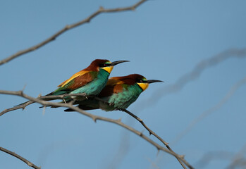 A pair of European bee-eater at Hamala, Bahrain