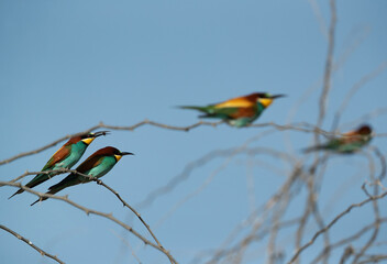 A European bee-eater with a bee catch, Bahrain