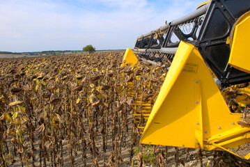 Obraz premium Moisson d'un champ de tournesol en Touraine. Barre de coupe