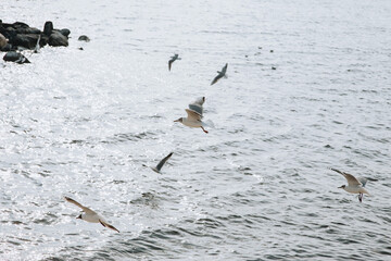 A flock of beautiful seagulls fly, soar over the sea, ocean.