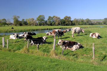 Cours d'eau traversant une prairie avec troupeau de boeuf race normande dans la pature