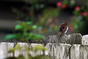 Carolina Wren Looking Back