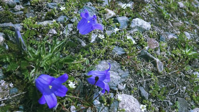 Centaury (Gentiana dshimilensis or Gentianella caucasea) on Alpine meadows of Caucasus. In background are gravelly semi-desert. 3000 m A.S.L. Medicinal plants, stimulating appetite