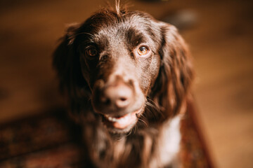 Polish Hunting Spaniel, happy dog, portrait of a smiling dog