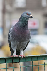 Pigeon on a Metal Fence in the Public Park. Focus of Pigeon cling on Iron rail in park with city Background