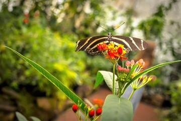 Spring beginning - A colorful butterfly sits on blooming flowers and collects nectar in the botanical garden Marburg Germany.