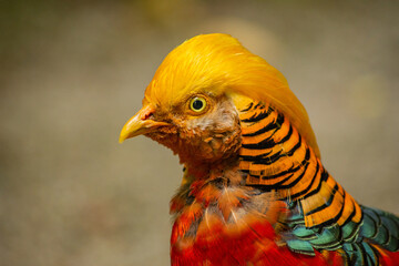 Gold Fasan in Parc of Tresco, Scilly Islands