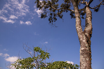 tree and sky