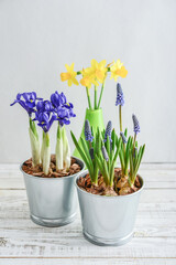 Spring flowers in  flower pots