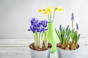 Spring flowers in  flower pots