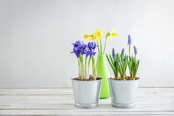 Spring flowers in  flower pots