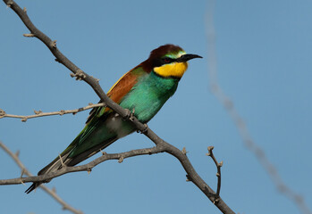 European bee-eater perched on a tree, Bahrain