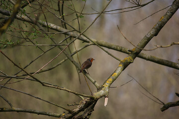 Perching on the tree observing the world 