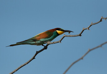 European bee-eater with a bee catch, Bahrain