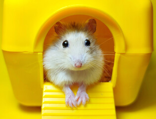 Hamster sitting inside his plastic house on a yellow background.Hamster waiting for food.Hamster...