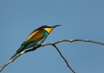 European bee-eater looknig above for bee Bahrain