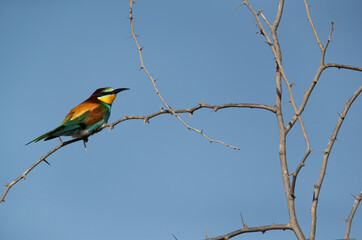 European bee-eater on a acacia tree, Bahrain
