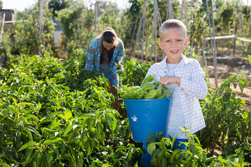 Mother and son work on a bell peppers plantation. High quality photo